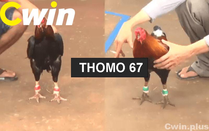 Giới thiệu về trường gà Thomo 67
